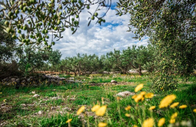 Taste Halkidiki: παρουσίαση τοπικών προϊόντων